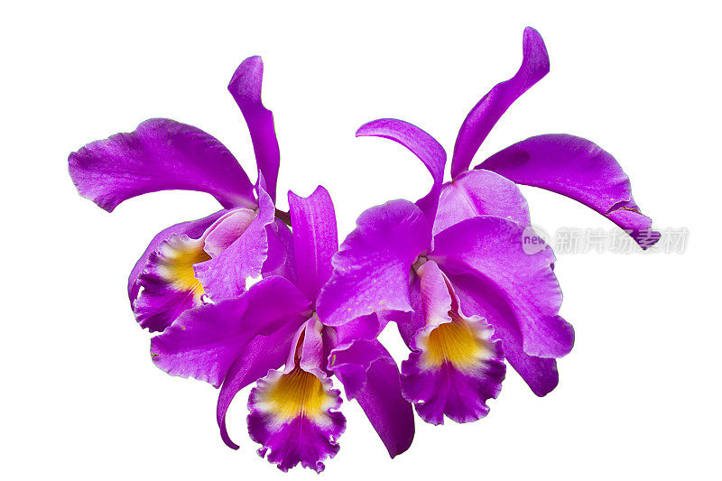 catleya gaskelliana是一种唇形的catleya兰花。瓜莲是一种五颜六色的紫色花。哥斯达黎加国花。Guaria morada